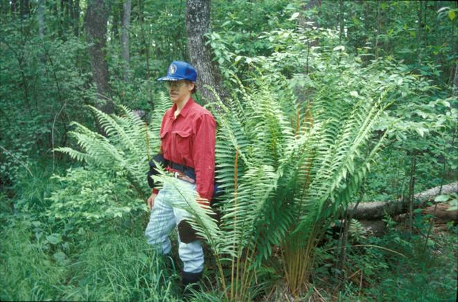 Jim Long and giant Cinnamon Fern (Osmundastrum cinnamomeum) stand at Araby Bog, Charles County, Mary