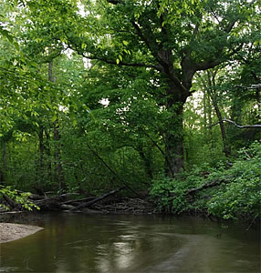 Photo of Lyre Leaf Oak along Mattawoman Creek