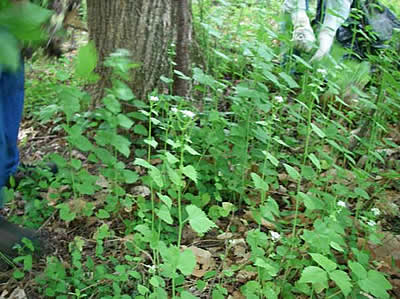 Area heavily infested with garlic mustard in front of large tree; volunteer hands seen in background pulling weeds