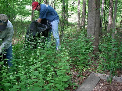 Volunteers working to clear patch of garlic mustard